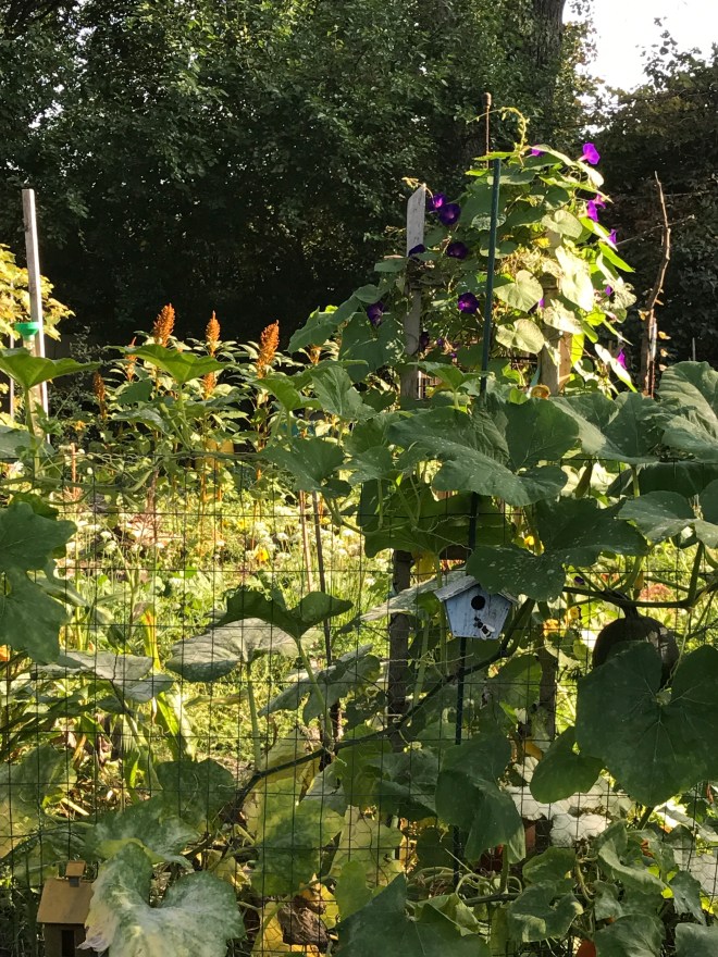 Amaranth and Morning Glory